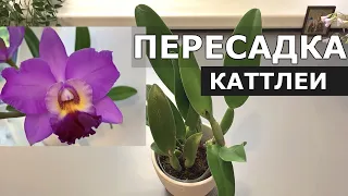 Орхидея Potinara Creation отцвела. Пересадка каттлеи. Субстрат для каттлеи.