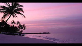 Mar Playa Amanecer Caribe Tropical Palmera | Sonidos Para Dormir HD #tropical