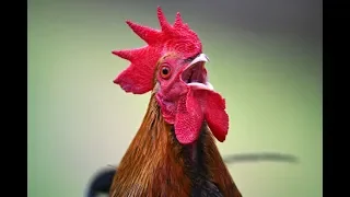 Rooster Noise Slowed Down