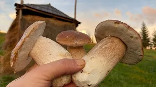 Горянин збирає осінні гриби на схилах Українських Карпат 22 09 2023