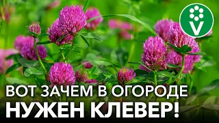 КЛЕВЕР КАК СИДЕРАТ: задушит болезни и вредителей, обогатит почву азотом! Плюсы и минусы клевера