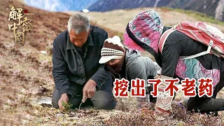 西藏昆仑山深处，两位维族小美女，跟着爷爷体验放牧生活，竟然还挖出了不老药【秘境探秘】