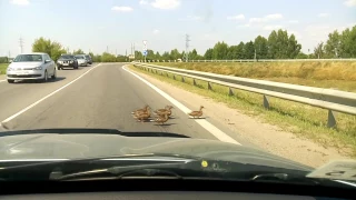 Утки переходят дорогу в Заславле. Машины их пропускают.