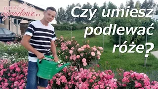 Podlewanie róż. Czy popełniasz te błędy?