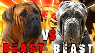 Boerboel vs Neapolitan Mastiff | Neapolitan Mastiff vs Boerboel | Powerful Guard dog | Billa Boyka |