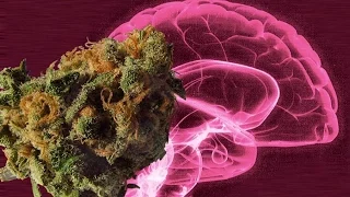 Marijuana's Effects on the Brain's Pleasure Center Explored