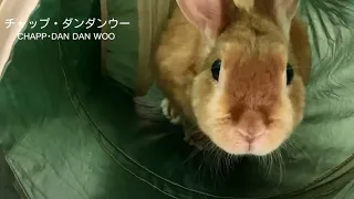 ちぃちゃんとトンネル遊び【チャップ・ダンダンウー】#うさぎ