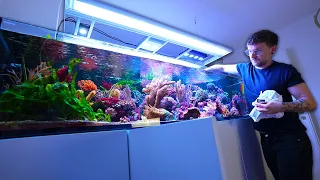 One of Germany's best REEF TANKS + new CORALS