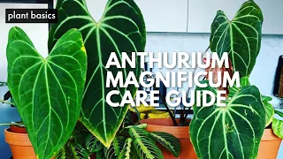 My Anthurium Magnificum Care Guide