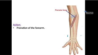 Muscles of the Front of Forearm