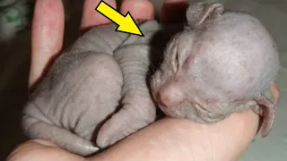 A woman was given a creepy kitten, she had no idea how it would grow up