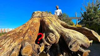 Exclusive: Ancient Stump Reveals Its Secrets!