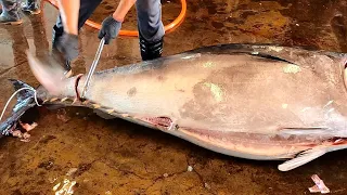 Fastest Knife to Cut 400kg Bluefin Tuna Fluency