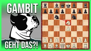 Das STAFFORD-GAMBIT || Ist das Schach oder kann das weg?