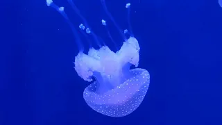 Japanese Sea Nettle + White Spotted Jelly + Moon Jelly at Georgia Aquarium in Atlanta, Georgia