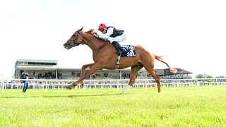 Superstar stayer KYPRIOS makes winning return