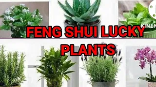 Top 5 Feng Shui | plants for Wealth and prosperity | Fengshui lucky plants for home 2022