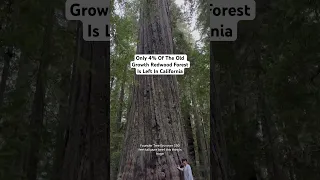 The Tallest Trees Left In The World - The Old Growth Redwoods