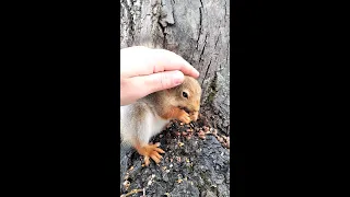 Впервые удалось погладить сразу двух белок / I managed to stroke two squirrels at once