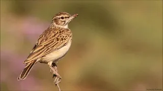 10 Southern Karoo bird calls