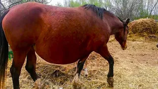 Заводчица не поверила глазам, когда увидела кого родила её лошадь.