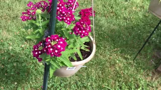 bee on petunia