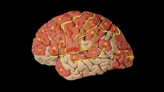 Functional Areas of Cerebrum