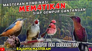 KOMBINASI MEM4TIK4N! BURUNG TEMBAKAN RAPAT DAN KASAR MASTERAN BURUNG Murai Batu ,Cucak ijo ,Kacer