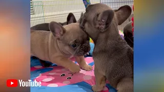 “🐶 E L L I E 💕” Poetic French Bulldogs in Miami Beach 🏝