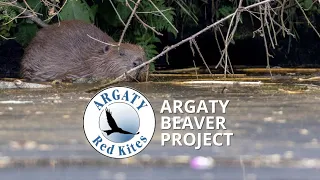 What's the latest with the beavers at Argaty, Scotland?