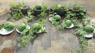 Surprise with the method of Growing watermelon on the terrace with tires