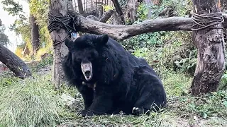 Himalayan black bear at Darjeeling Padmaja Naidu Himalayan Zoological Park #zoo