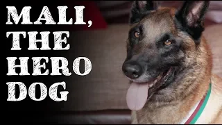 Mali, the hero dog