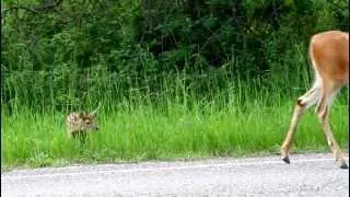 Newborn fawn with Mom