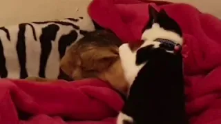 Kitten won't let the border collie puppy sleep