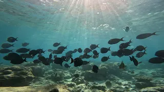 Maldives St. Regis Maldives Vommuli Resort Snorkeling Around Coral Shelf