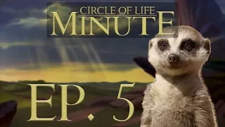 Circle of Life Minute || Ep. 5 || Meerkat