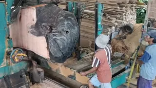 wow proses menggergaji kayu mahoni terbesar penuh perjuangan.large Mahogany sawing in Indonesian.