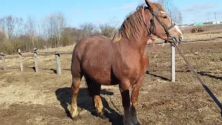 ЛОШАДИ🐎ЦЫГАНСКАЯ КОБЫЛА ,💪ТЯЖЕЛОВОЗ  ,💥НА ПРОДАЖУ 3 ГОДА🔥