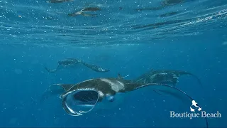 06.06.24 - Manta Rays. Dives at Lily Rock & Kudarah Thila near Dhigurah, South Ari Atoll - Maldives