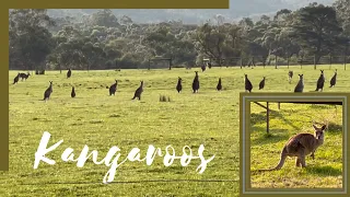 Kangaroo trail | kangaroos se mulaqat | کنگرو سےملاقات