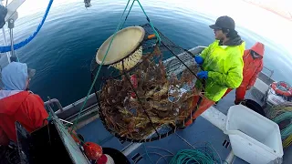 Loaded Crab Pots! - 2019 Tanner Crabbing Season