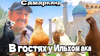 Узбекские игровые, двухчубые голуби. В гостях у Ильхом ака. Правильные слова голубевода. #голуби.