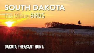 South Dakota Pheasant Hunting: Last-Minute Birds (Limit)