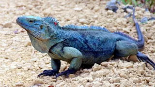 Why is the BLUE IGUANA endangered?