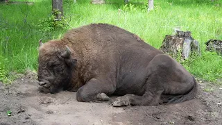 Зубры и Бизоны. Приокско-Террасный заповедник