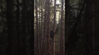 Bear kills cub