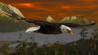 Meet the American Eagle - The Wilds