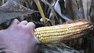 Рекордний врожай кукурудзи для нас на 2020р Дк315 14т/га