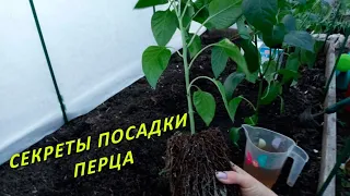 ПЕРЕЦ СРАЗУ ПОЙДЁТ В РОСТ, если при посадке сделать эту подкормку!